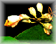 kardamon