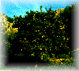 pomeranze